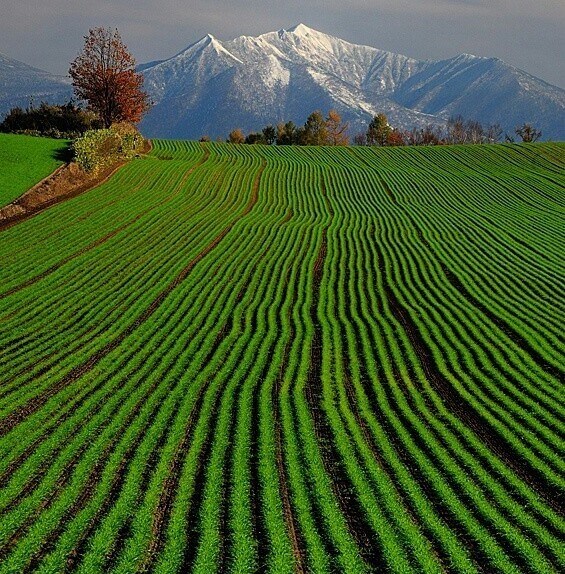 Image of a beautiful local farm